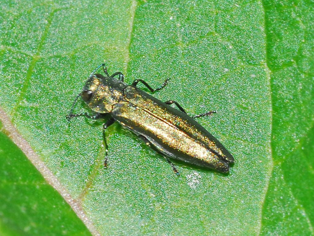 Buprestide verde: Agrilus sp.